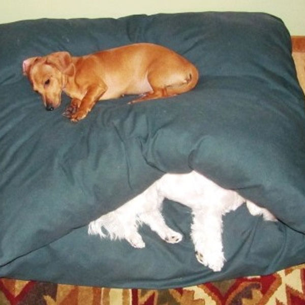 Penny the dog